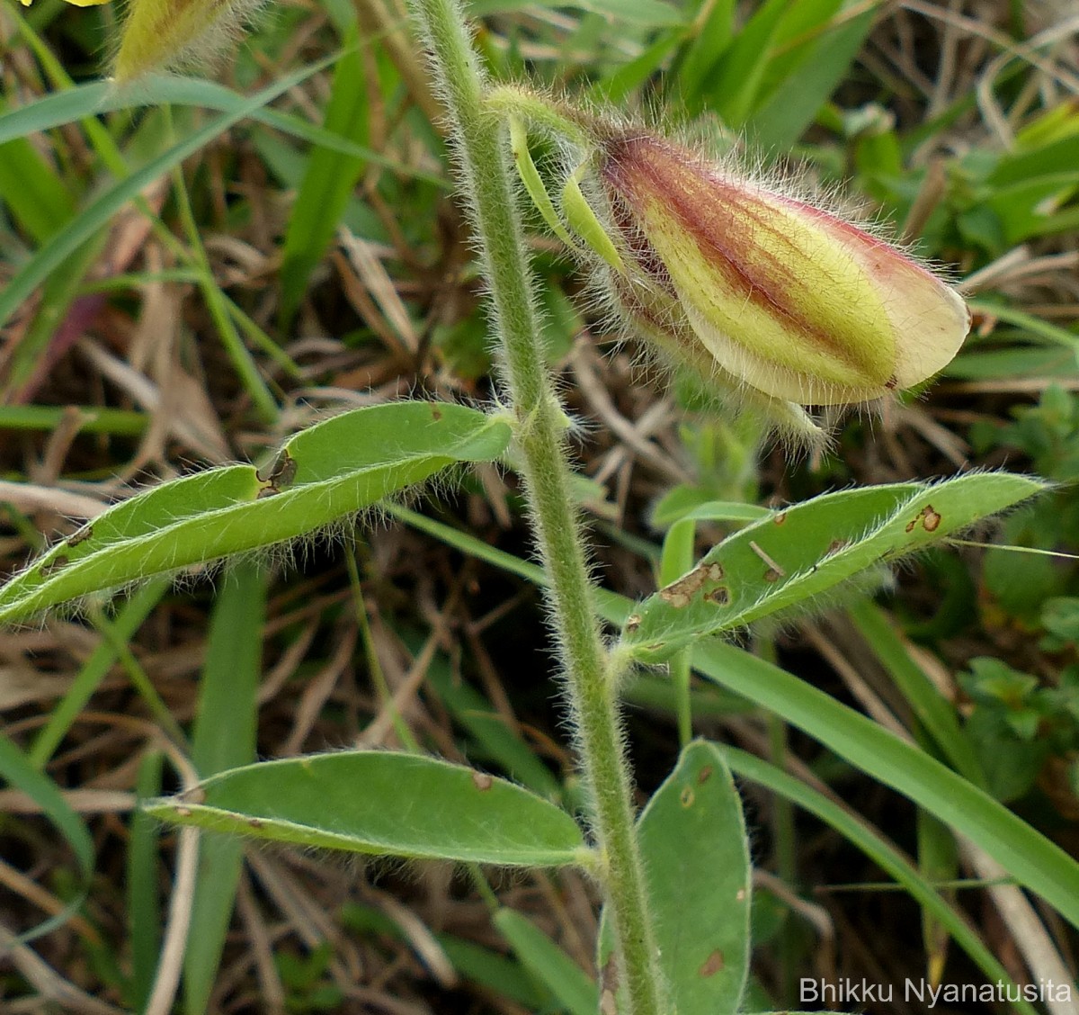 Crotalaria calycina Schrank